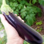 eggplant