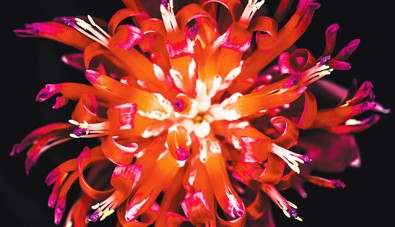 Tafelmusik-performs-Vivaldi-L'estro-Armonico