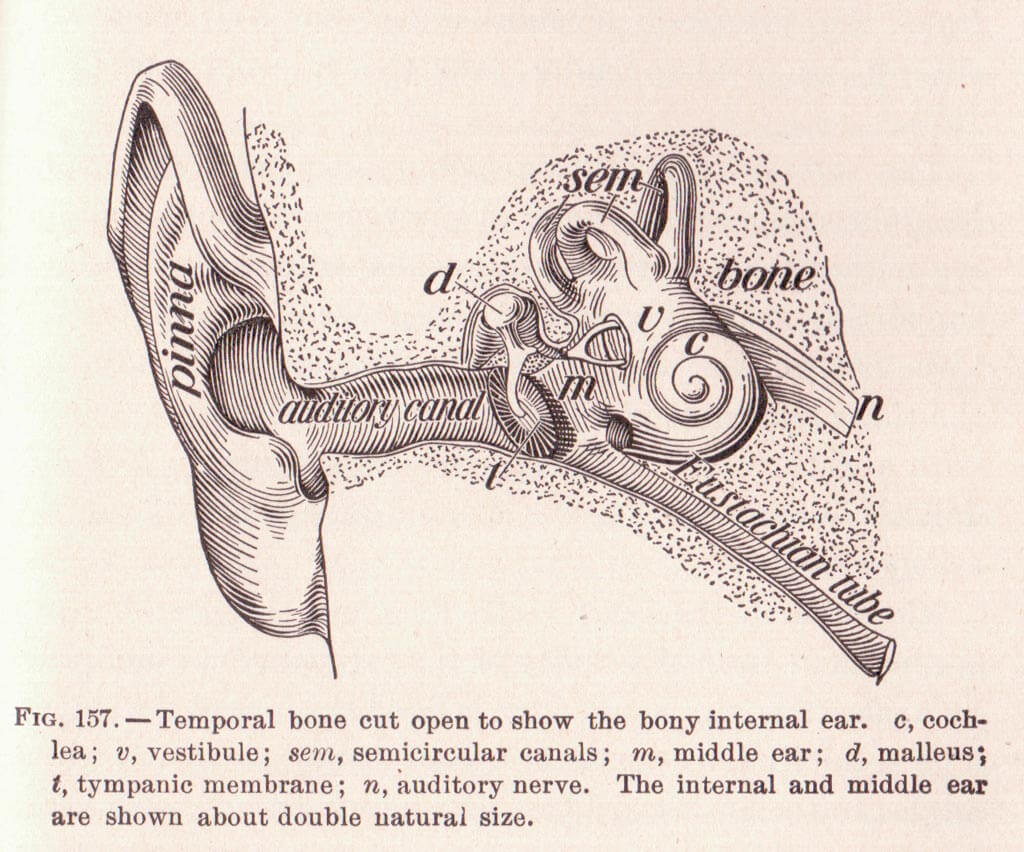 ear_diagram