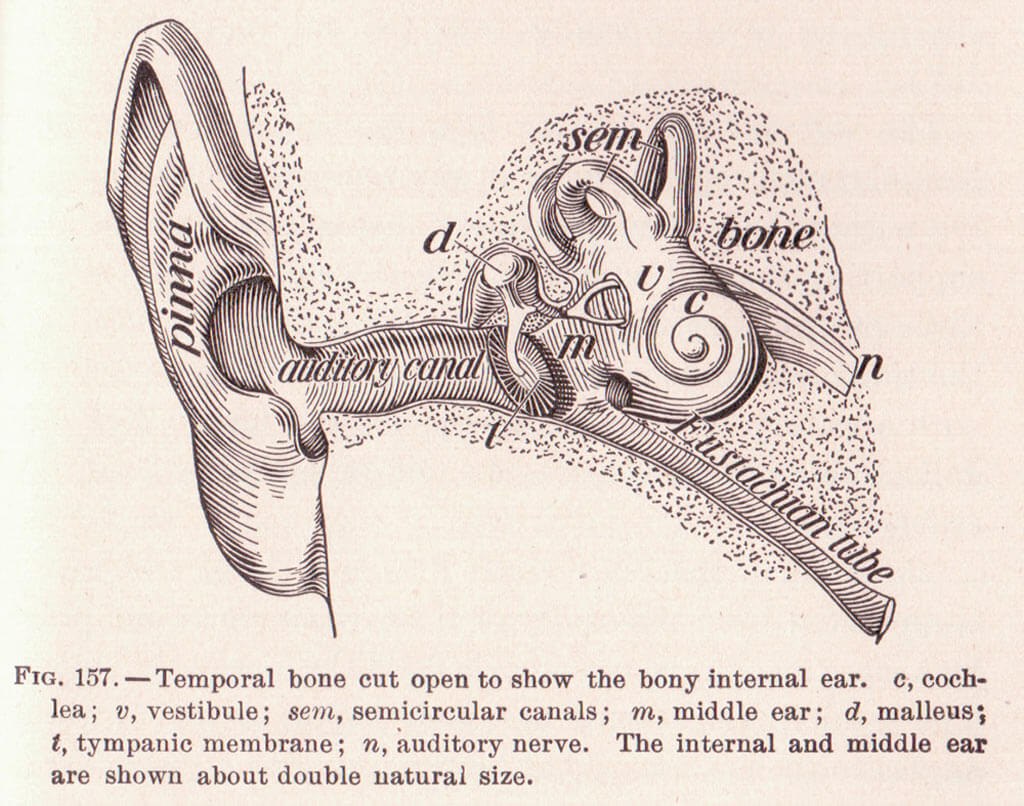 Ear Illustration
