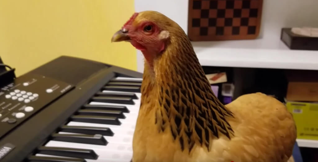 Chickens can play piano now, apparently.