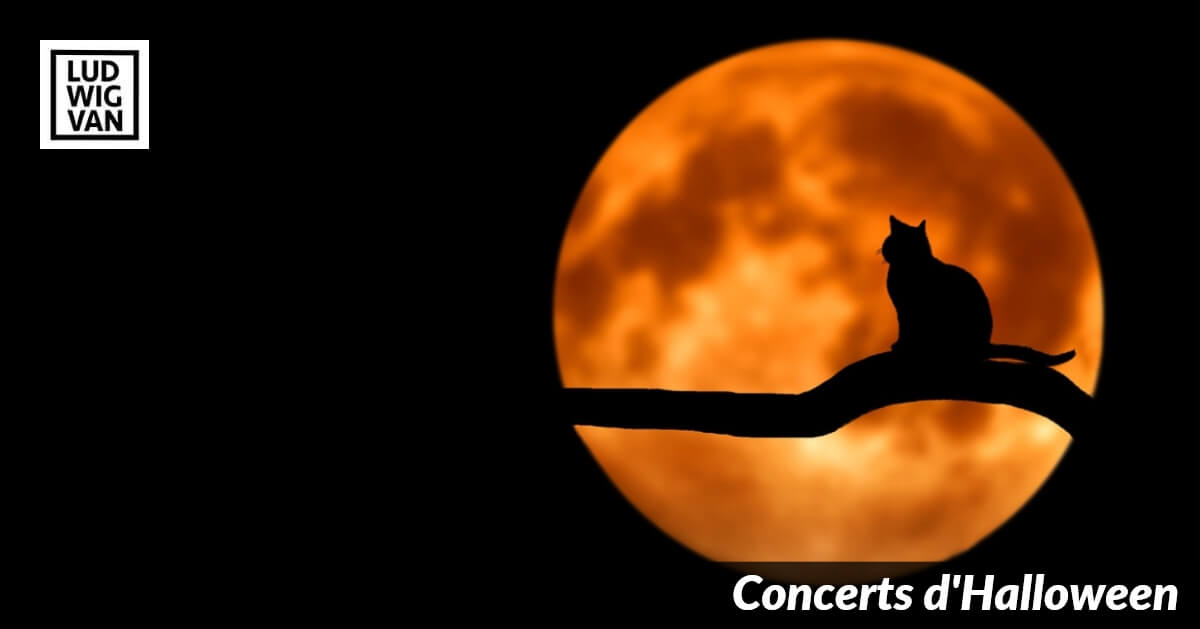 moon and cat