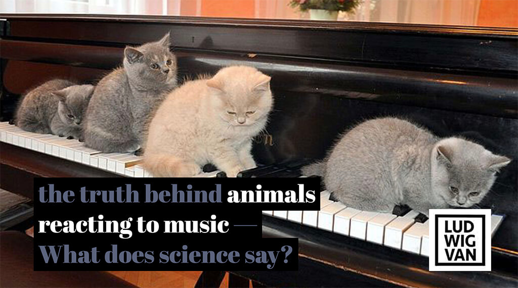 Cats on pianos, Kittens