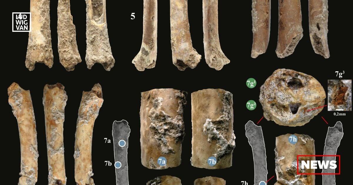 The bone aerophones found in level Ib of the site at Eynam-Mallaha display areas that were clearly human-made, including notches, finger-holes, perforations and the residue of a dye or other tinting material. (Photo courtesy of Nature.com/CC BY 4.0)