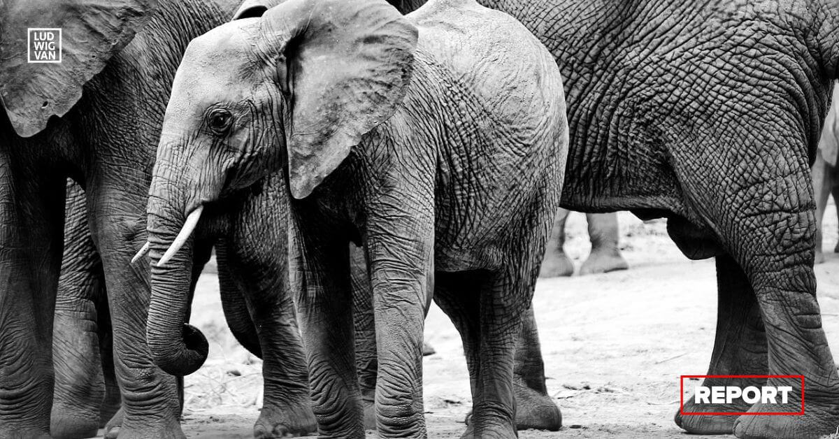 Elephants (Photo: Manuela Milani/Pixabay/CC0C)