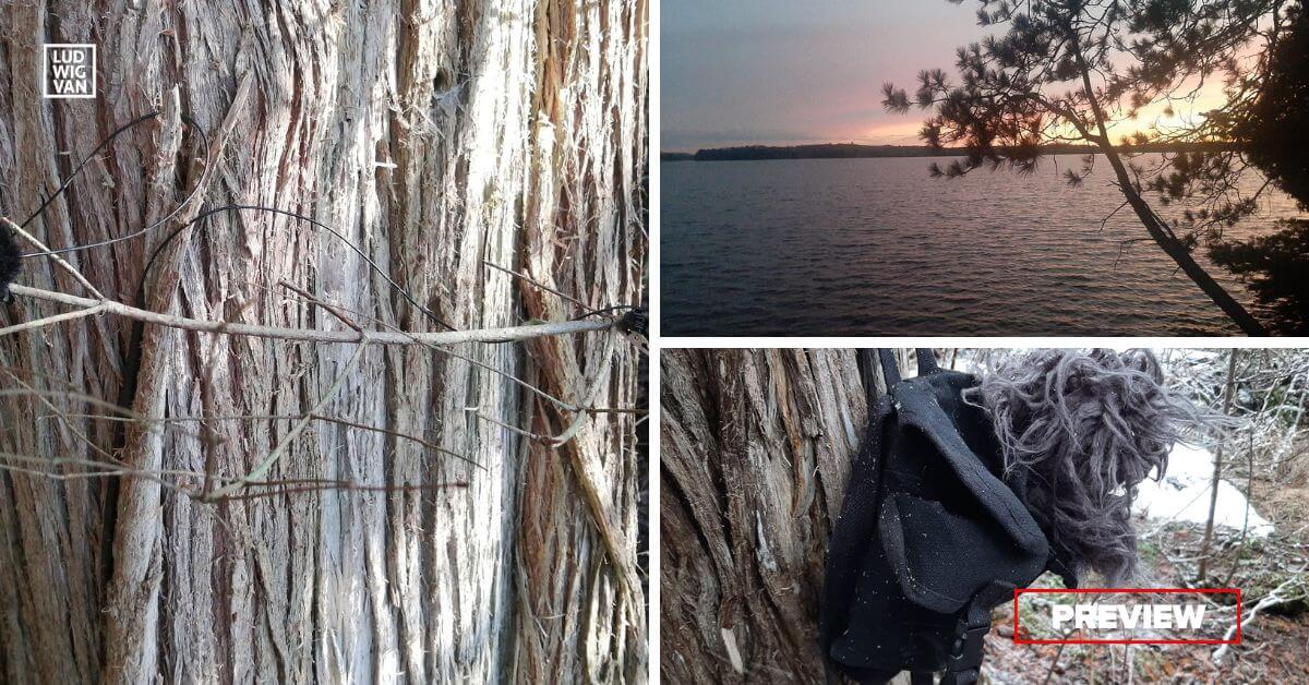 L-R (clockwise): A cedar tree with mics; Dusk at Warbler’s Roost; A ‘recording bag’ handing from a tree (Photos by Darren Copeland)