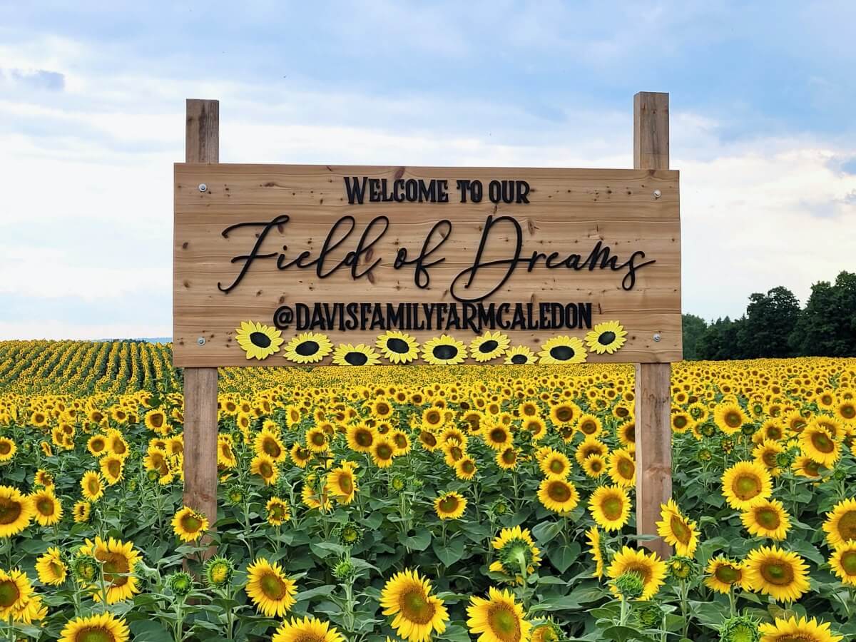 The Davis Family Sunflower Farm (Photo courtesy of Caledon Music Festival)