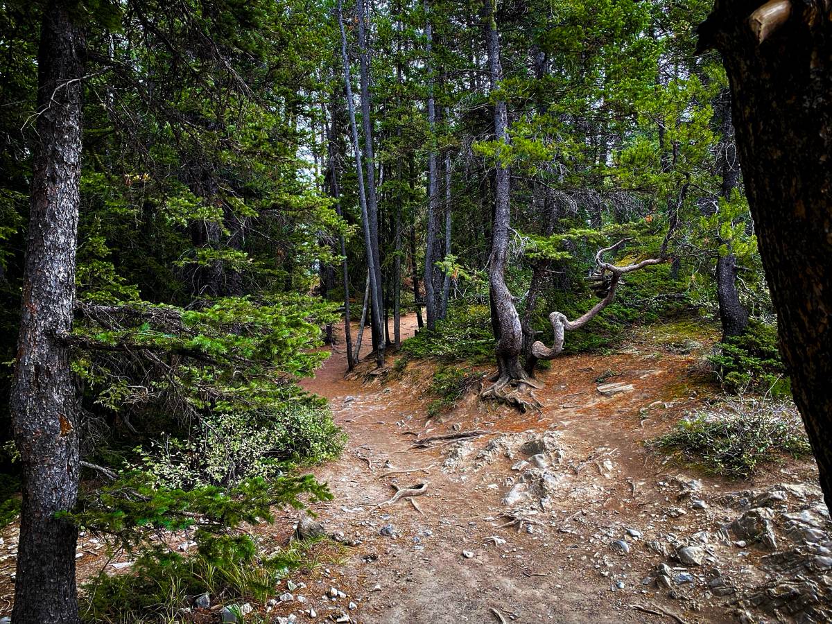 Sacred Guardian Buffalo Mountain, Alberta (Photo: Frank Horvat)